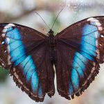 Was ist die Butterfly-Antenne und wofür wird sie verwendet?