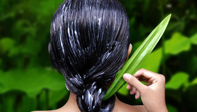 Auswirkungen von Aloe Vera auf das Haar vor und nach mit Fotos