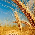 Alles über Weizen: Merkmale, wissenschaftlicher Name und Fotos