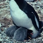 Lebenszyklus des Pinguins: Wie viele Jahre leben sie?
