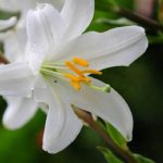 Longuiflorum Lilien: Merkmale, Bedeutung, Arten und Fotos