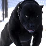 Pitbull Black: Verhalten, Größe, Welpen und Fotos