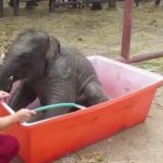 Wie groß und schwer ist ein Elefantenbaby bei der Geburt?