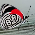 Schmetterling 88: Merkmale, wissenschaftlicher Name, Lebensraum und Fotos