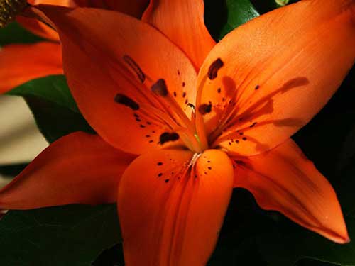 Orangefarbene Lilien: Merkmale, Bedeutung und Fotos