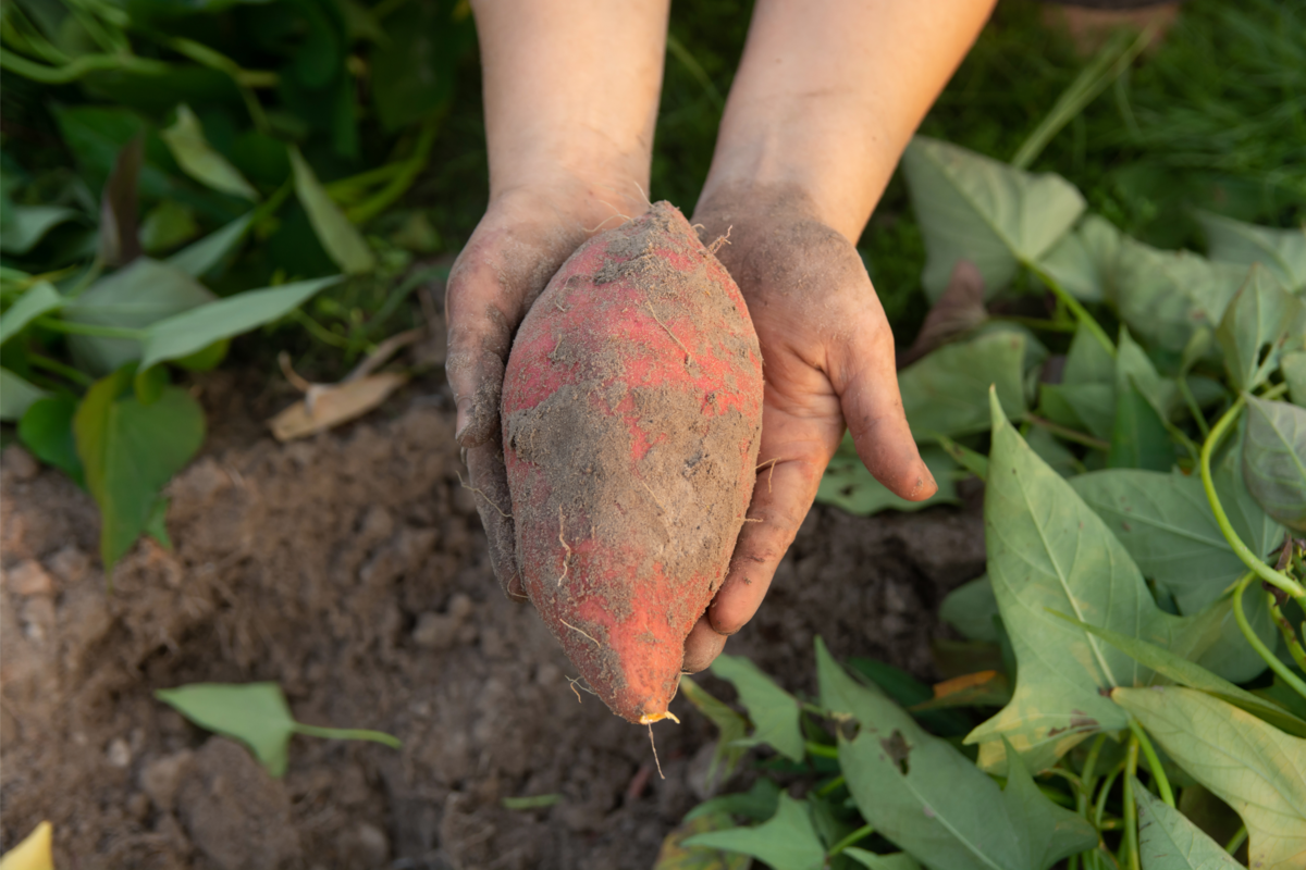 Süßkartoffeln: Anbau in Töpfen, Verwendung als Dekoration und mehr!